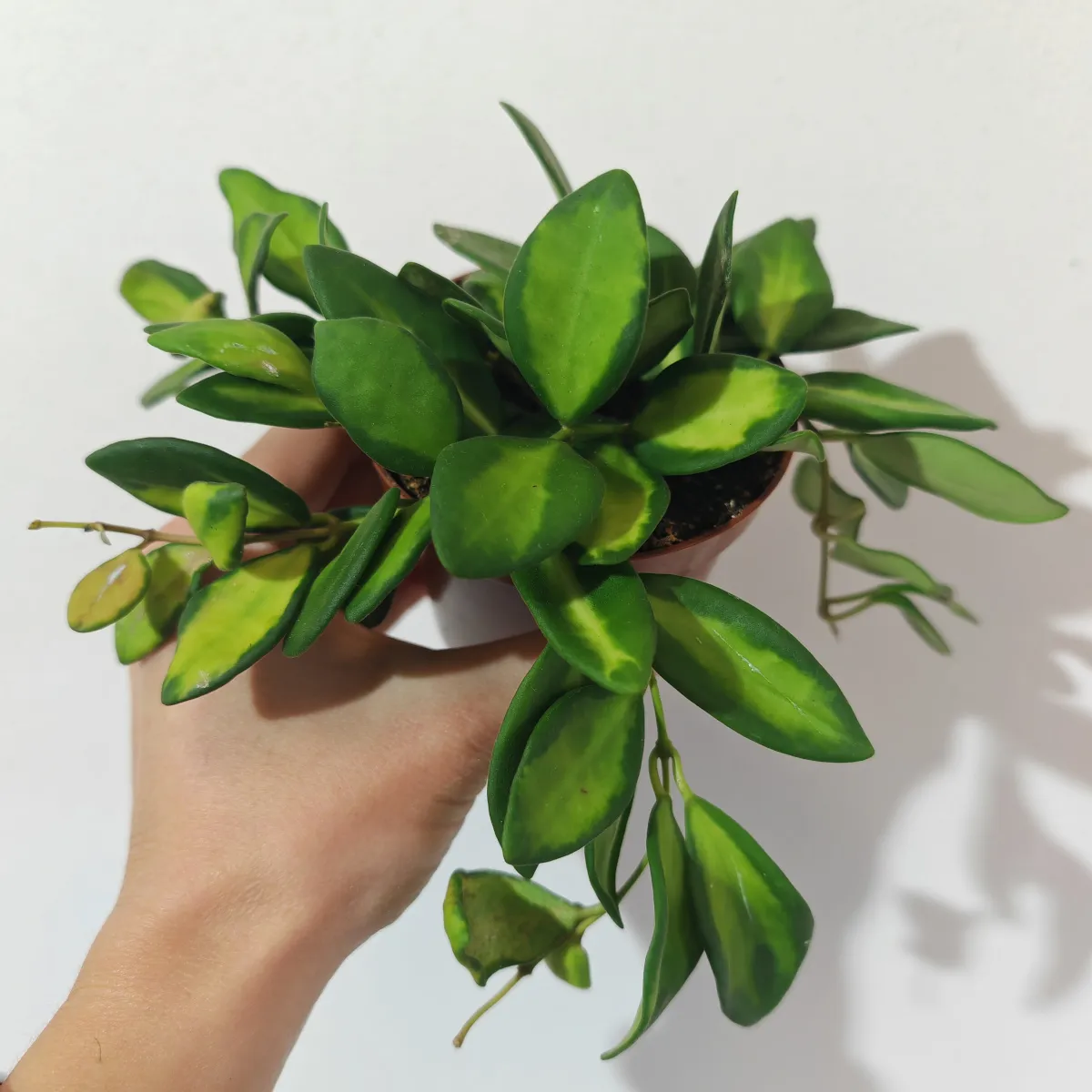 HOYA “Burtoniae” variegata - cover