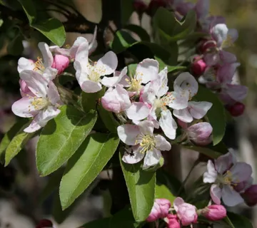 MALUS “Golden Hornet” ukrasna jabuka - cover