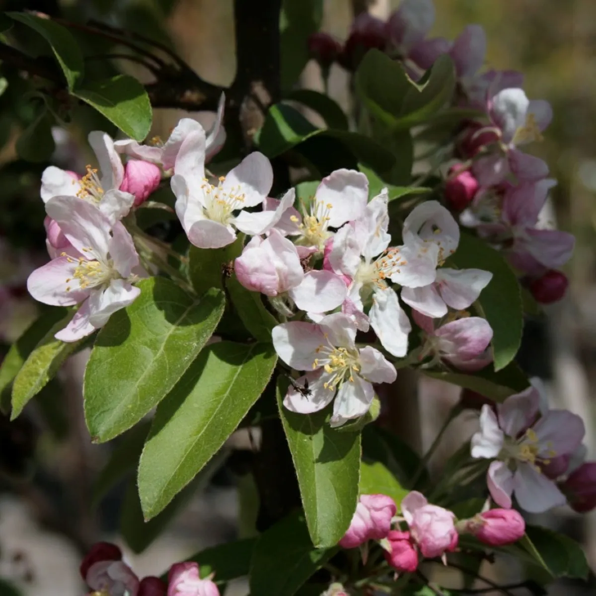 MALUS “Golden Hornet” ukrasna jabuka - cover