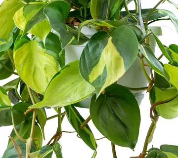 PHILODENDRON SC. ‘Brasil’ - cover
