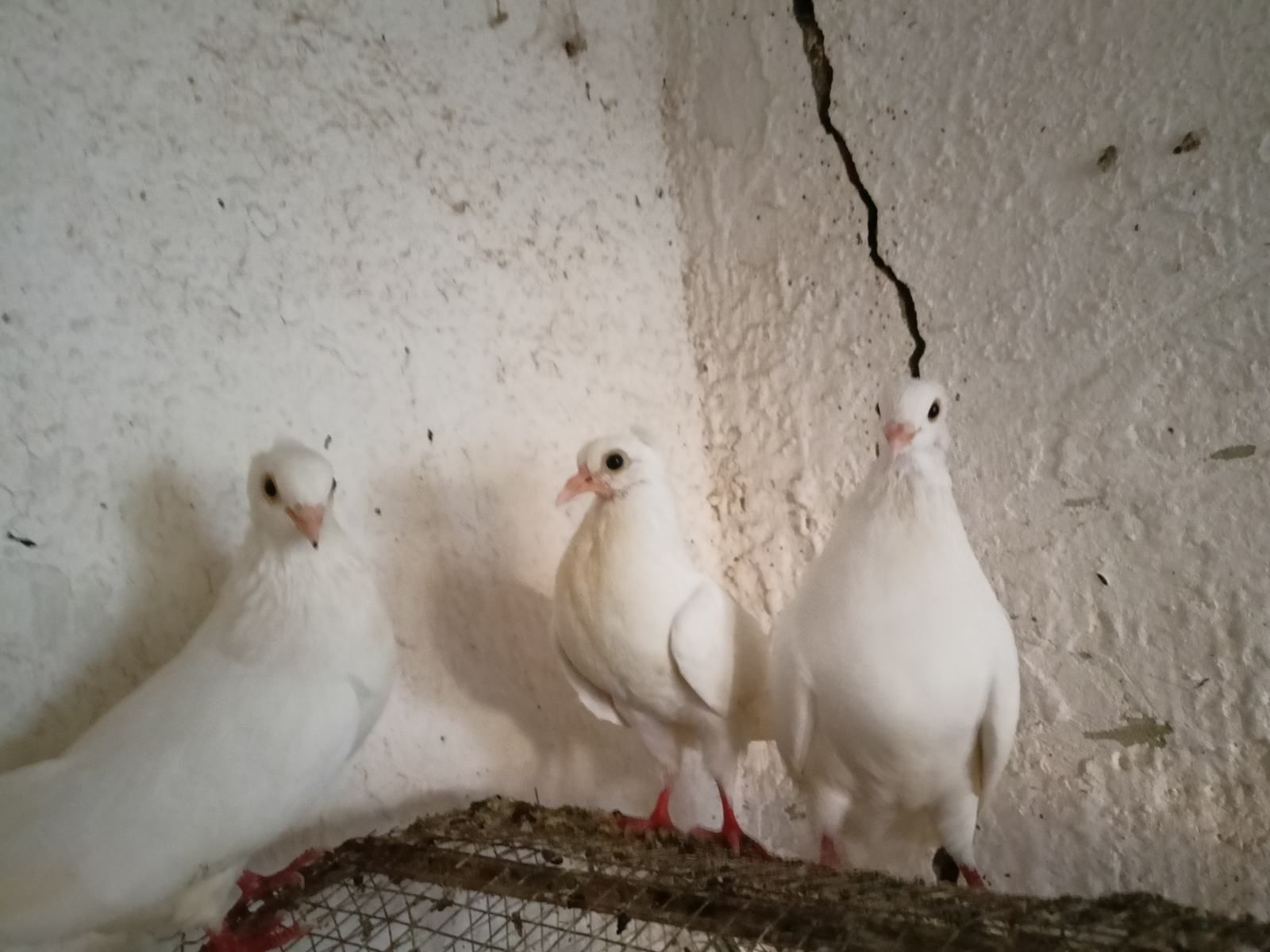Fotografija