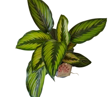 CALATHEA “Beauty Star” - cover