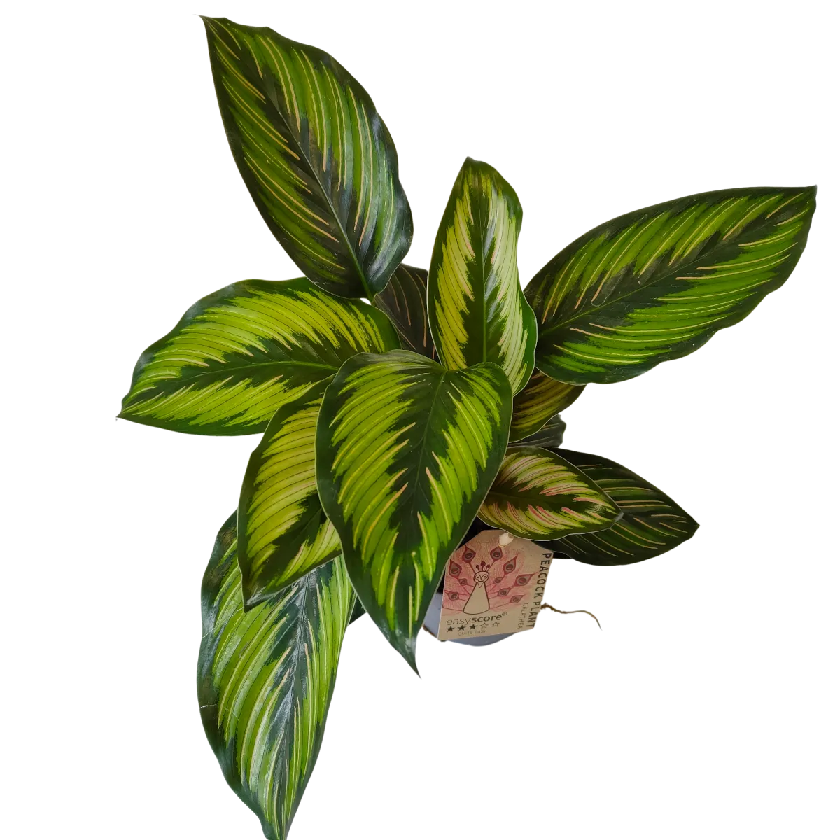 CALATHEA “Beauty Star” - cover