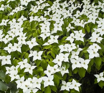 CORNUS KOUSA CHINENSIS - cover