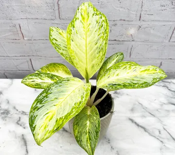 AGLAONEMA “Artic Lime” - cover