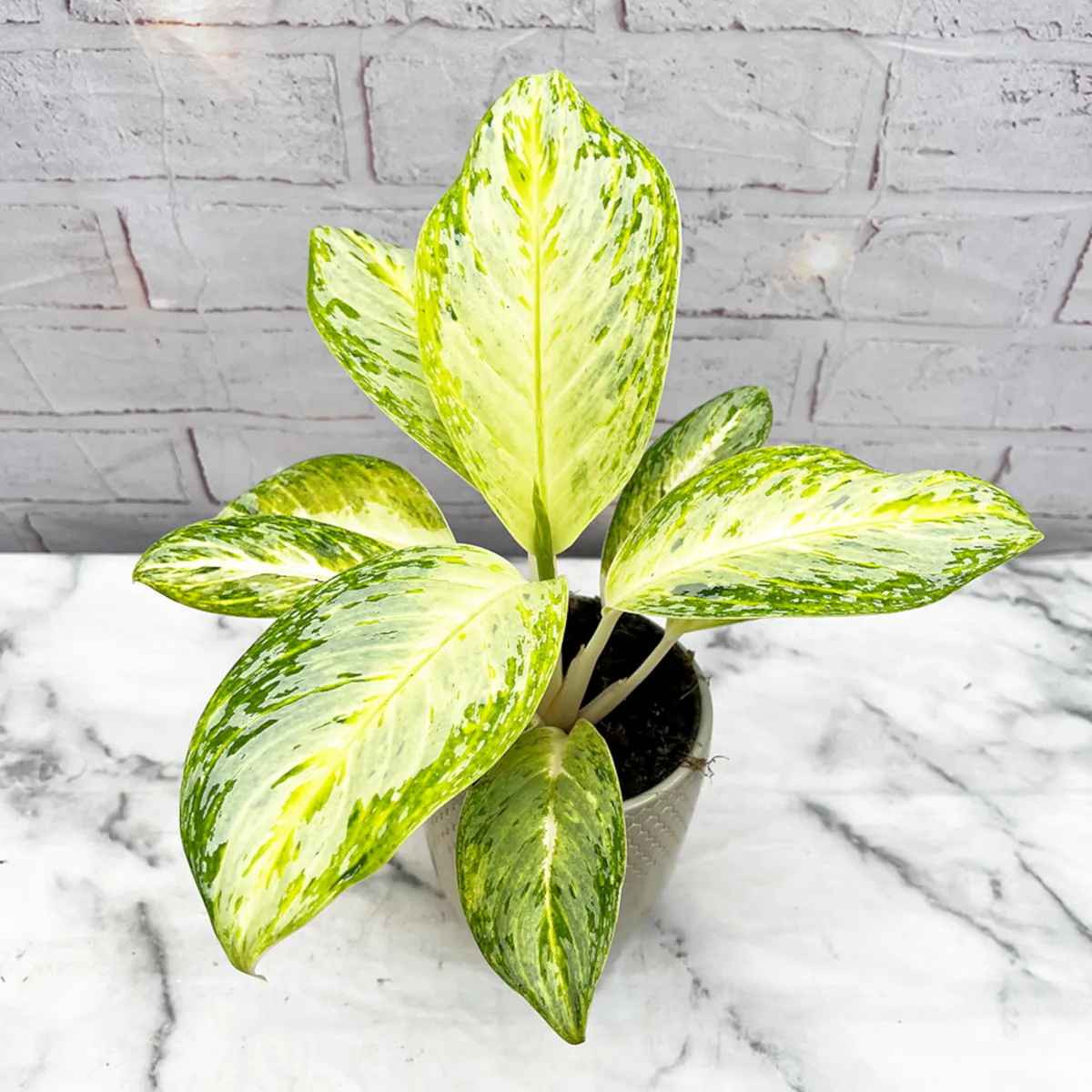 AGLAONEMA “Artic Lime” - cover