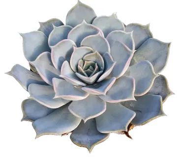 ECHEVERIA - sobno cvijeće - cover