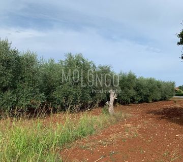 ISTRA, POREČ - Zemljište 1km od mora sa građevinskom dozvolom - cover