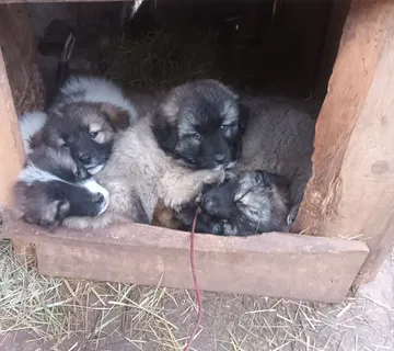 Štenci  Šarplaninac - cover