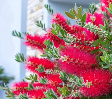 CALLISTEMON CIT. “Splendens” - cover