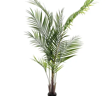 EUROPALMS Areca palm with big leaves, 165cm - cover