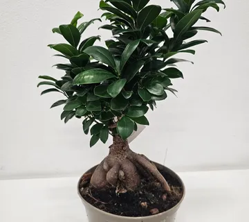 FICUS MICR. “Ginseng” - cover