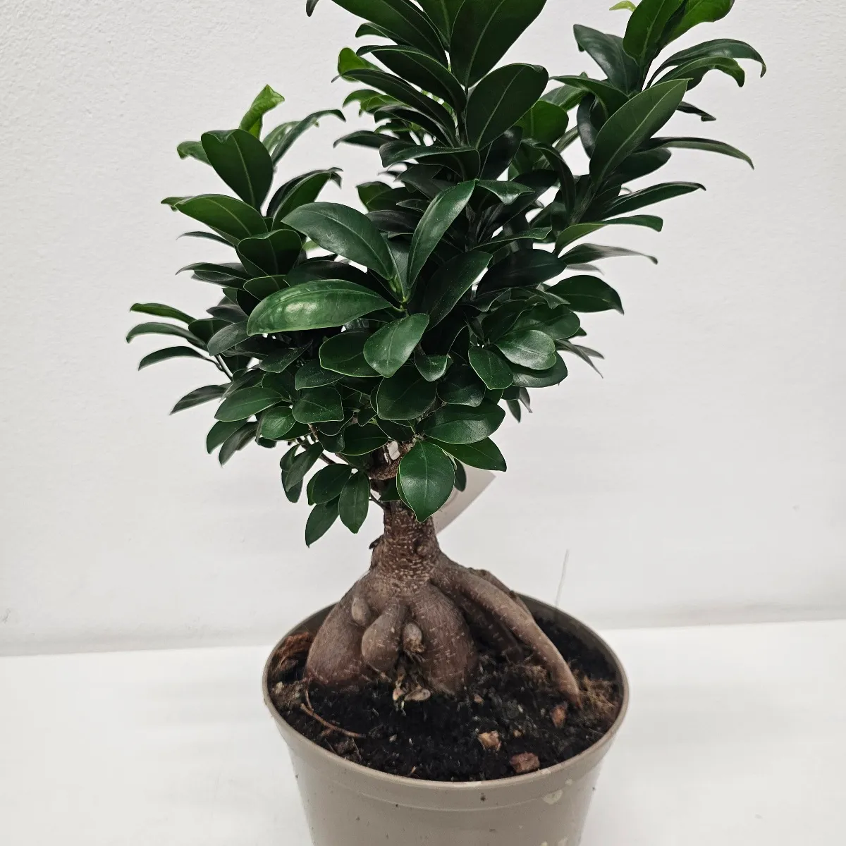 FICUS MICR. “Ginseng” - cover