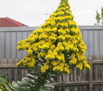 AEONIUM ARBOREUM - cover
