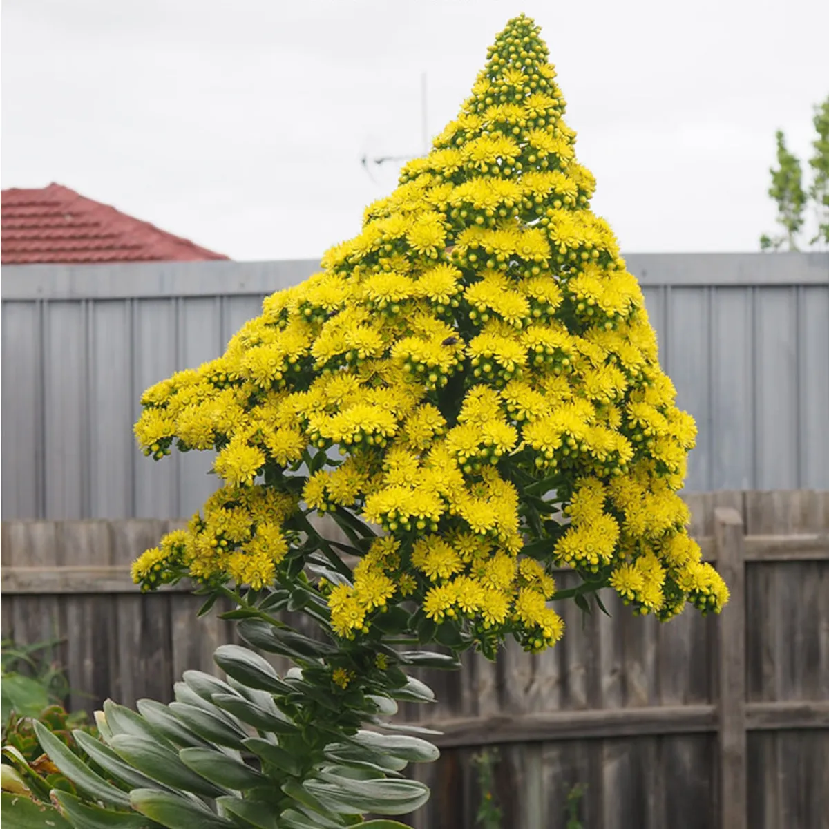 AEONIUM ARBOREUM - cover