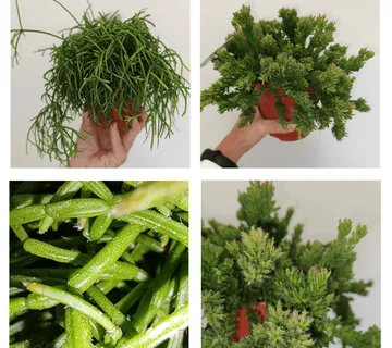 RHIPSALIS/koraljni kaktus - cover