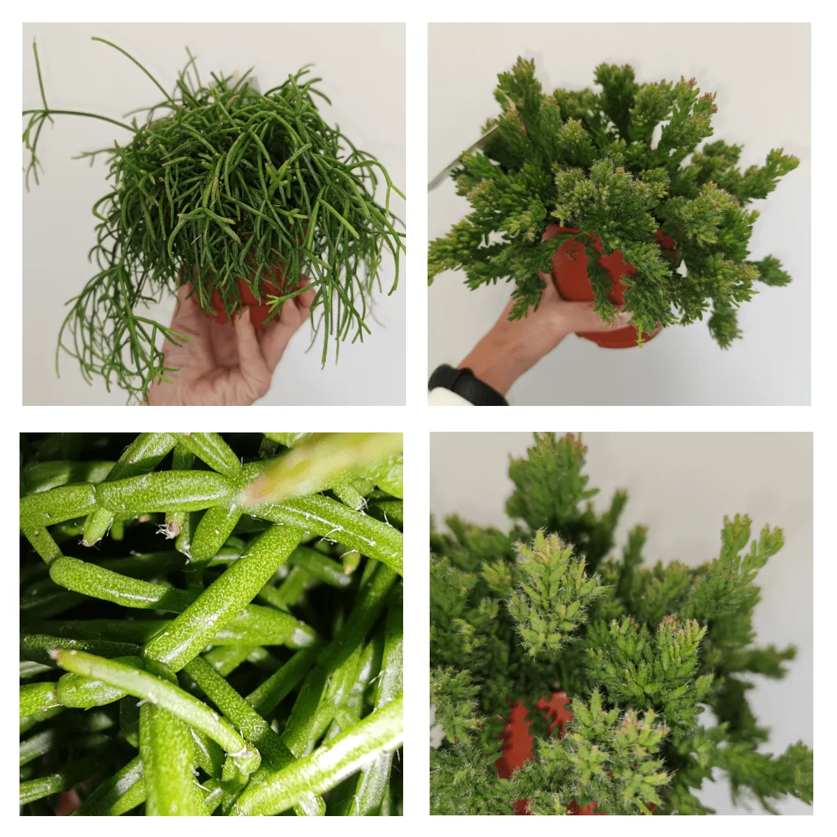 RHIPSALIS/koraljni kaktus - cover