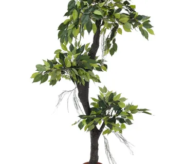 EUROPALMS Ficus Forest Tree, 150cm - cover
