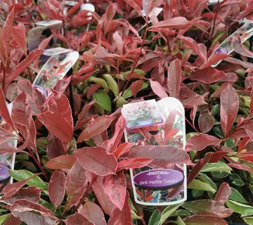 PHOTINIA FR. “Pink Marble” - cover
