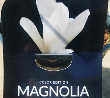 MAGNOLIA “Alba” mirisna - cover