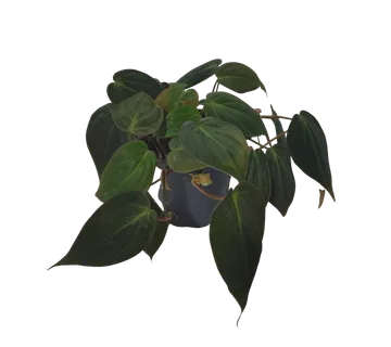 PHILODENDRON SCANDENS “Micans” - cover