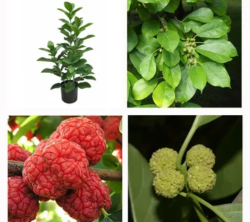 KINESKI DUD – CUDRANIA TRICUSPIDATA - cover