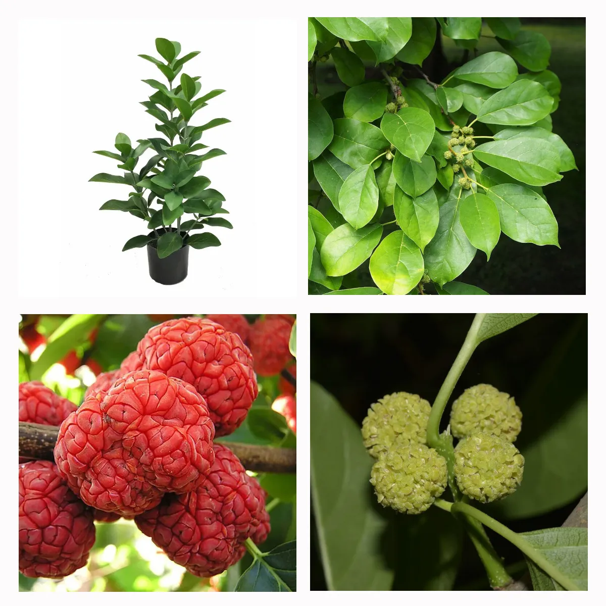 KINESKI DUD – CUDRANIA TRICUSPIDATA - cover