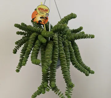 CRASSULA MARNIERIANA “Hottentot” - cover