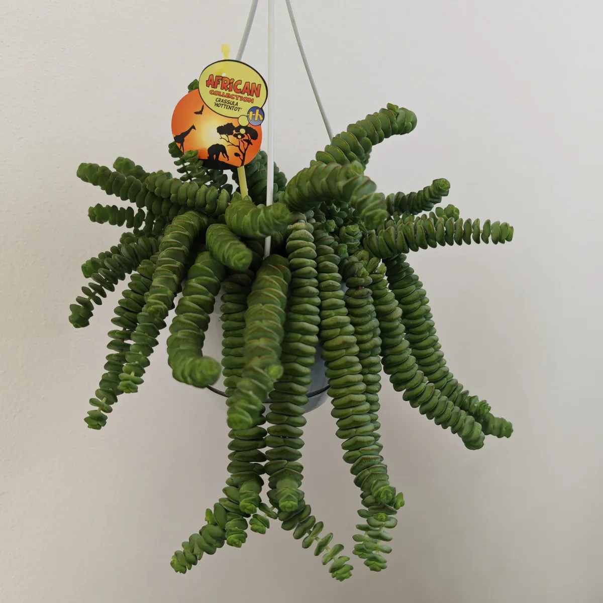 CRASSULA MARNIERIANA “Hottentot” - cover