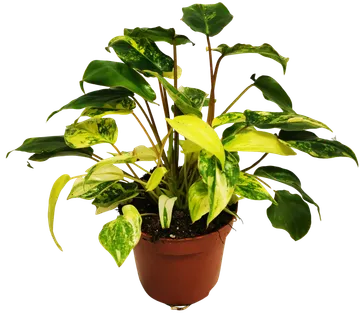 PHILODENDRON “Burle Marx” - cover