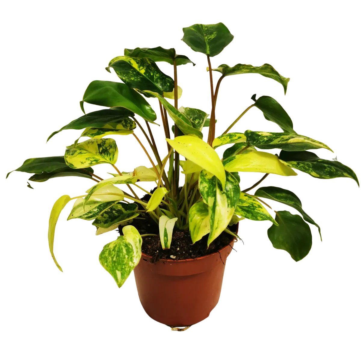 PHILODENDRON “Burle Marx” - cover