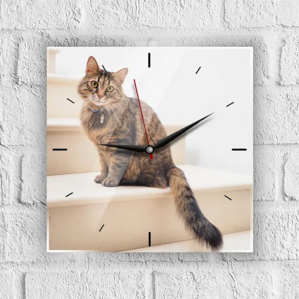 Sat s fotografijom kućnog ljubimca - cover