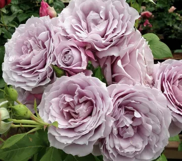 RUŽA STABLAŠICA “Novalis” - cover