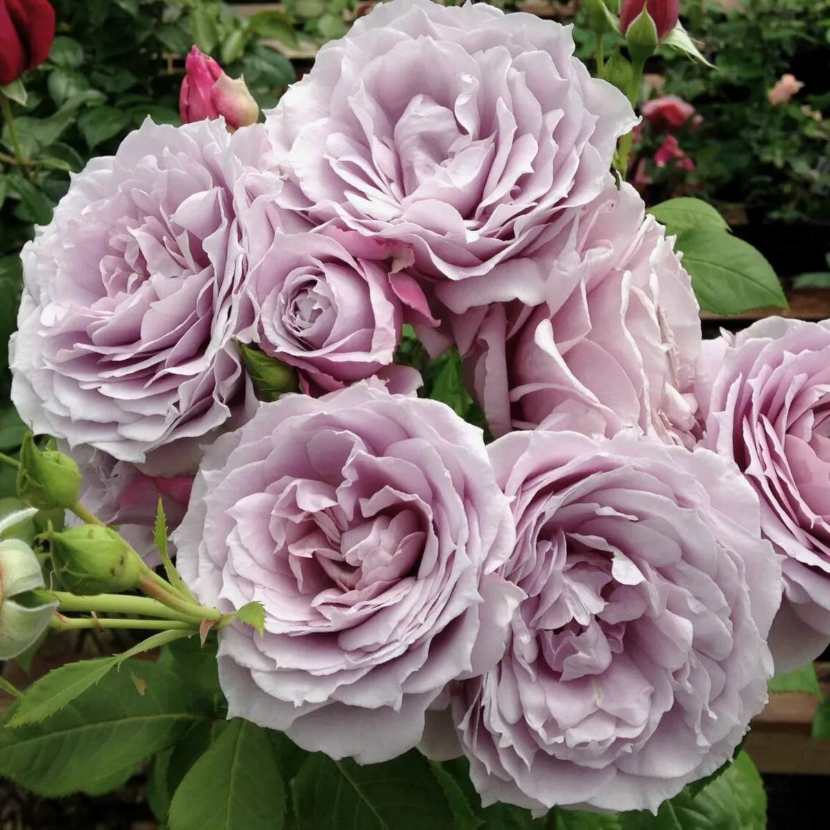 RUŽA STABLAŠICA “Novalis” - cover