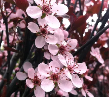 UKRASNA ŠLJIVA na štapu - cover