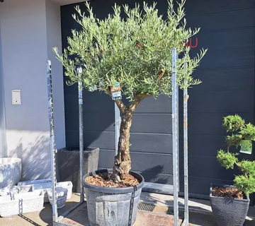 Olea europaea (Maslina) – Stara, Zrela Biljka - cover