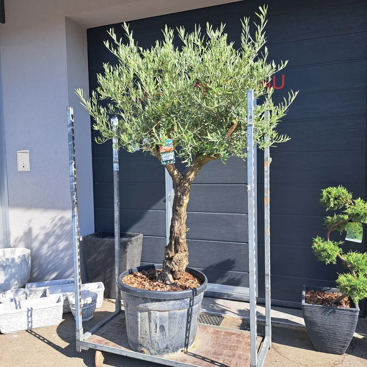 Olea europaea (Maslina) – Stara, Zrela Biljka - cover