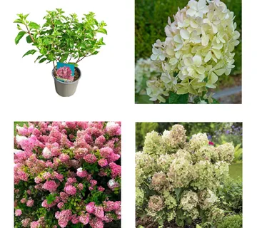 HYDRANGEA P. “Petite Cherry”/mini hortenzija - cover