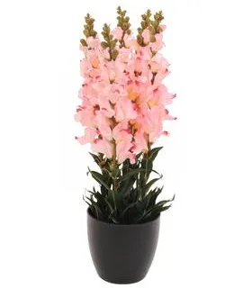 EUROPALMS Antirrhinum, rose, 65cm - cover