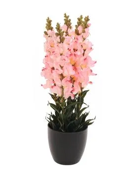 EUROPALMS Antirrhinum, rose, 65cm - cover