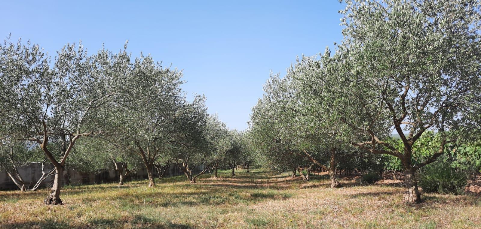 Pridraga, 1101m2, pristupni put, 1700m do mora! - cover