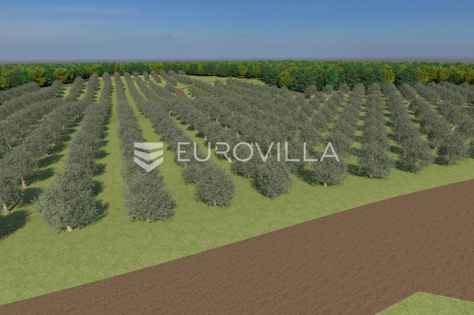 Istra, Bale, poljoprivredno zemljište 12200m2 s mogućnošću gradnje gospodarskog objekta - cover