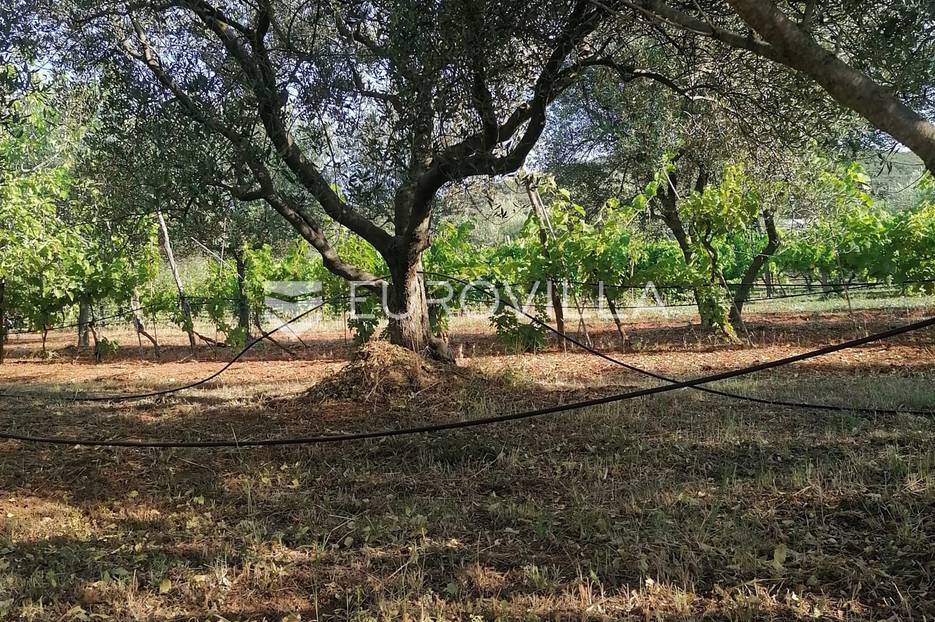 Istra, Rovinj, poljoprivredno zemljište sa ucrtanim objektom, prilika za agroturizam ili OPG - cover