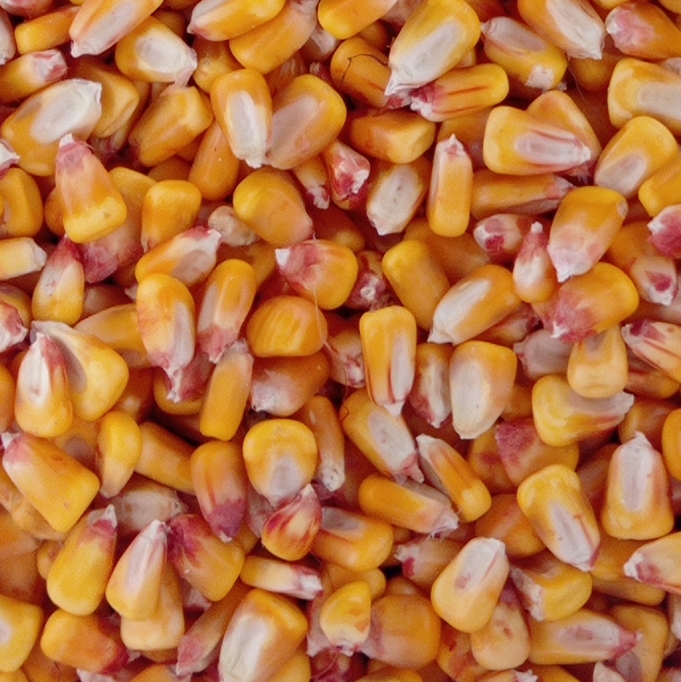 KUKURUZ U ZRNU - cover