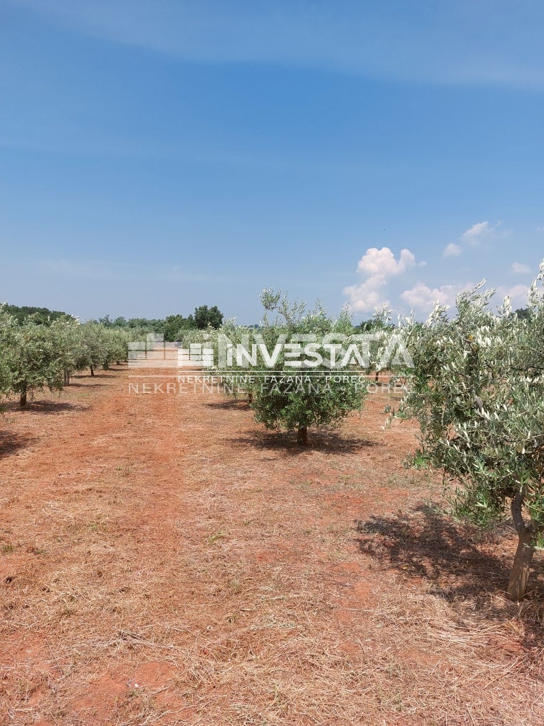 Poreč, Labinci, maslinik sa 150-ak maslina, 6000 m2 - cover