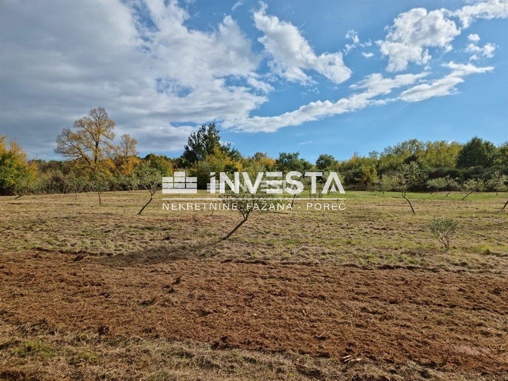 Okolica Svetog Lovreča, maslinik 13300 m2 - cover