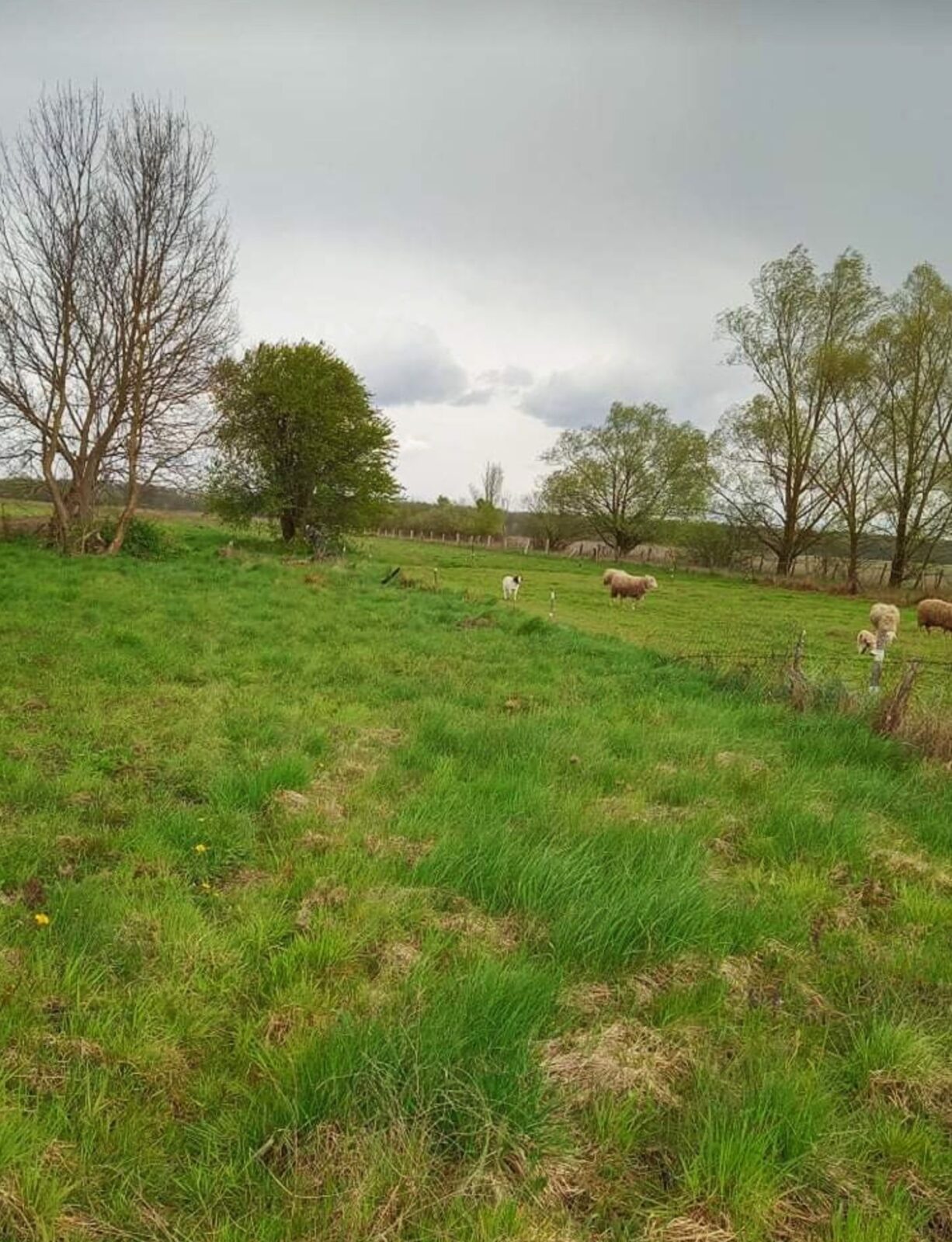 Sisak, Veliko Svinjićko, kuća s dvorištem i oranica 5202m2, prodaja - cover
