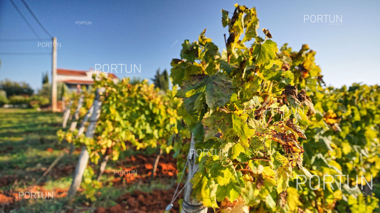 Vila s njegovanim vinogradom nedaleko Poreča - cover
