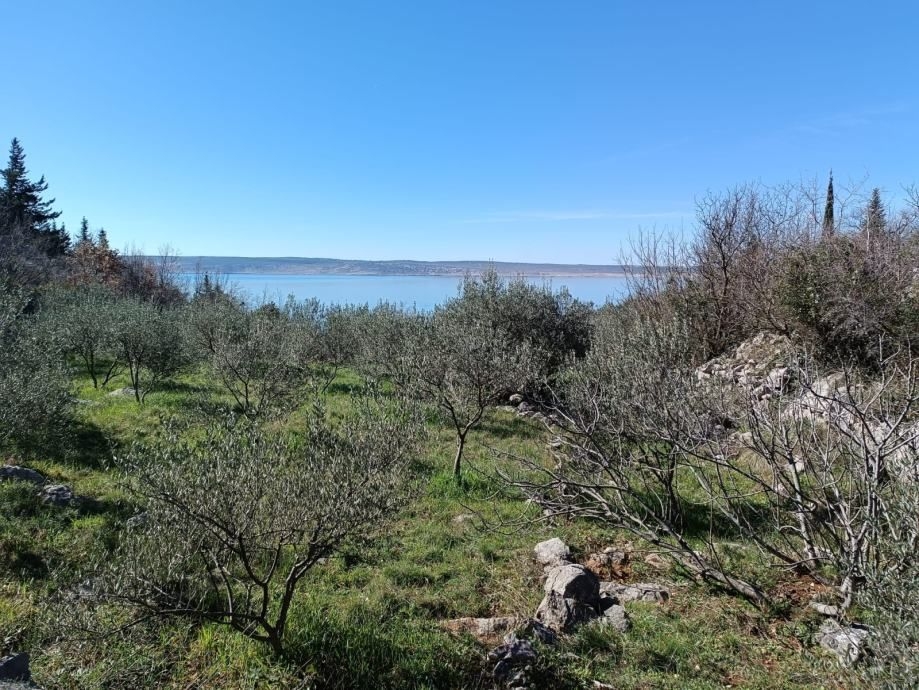 Starigrad, građevinsko zemljište s maslinikom i pogledom na more - cover