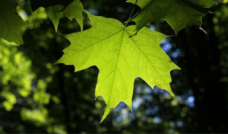 Javor / Acer platanoides / sadnice - cover